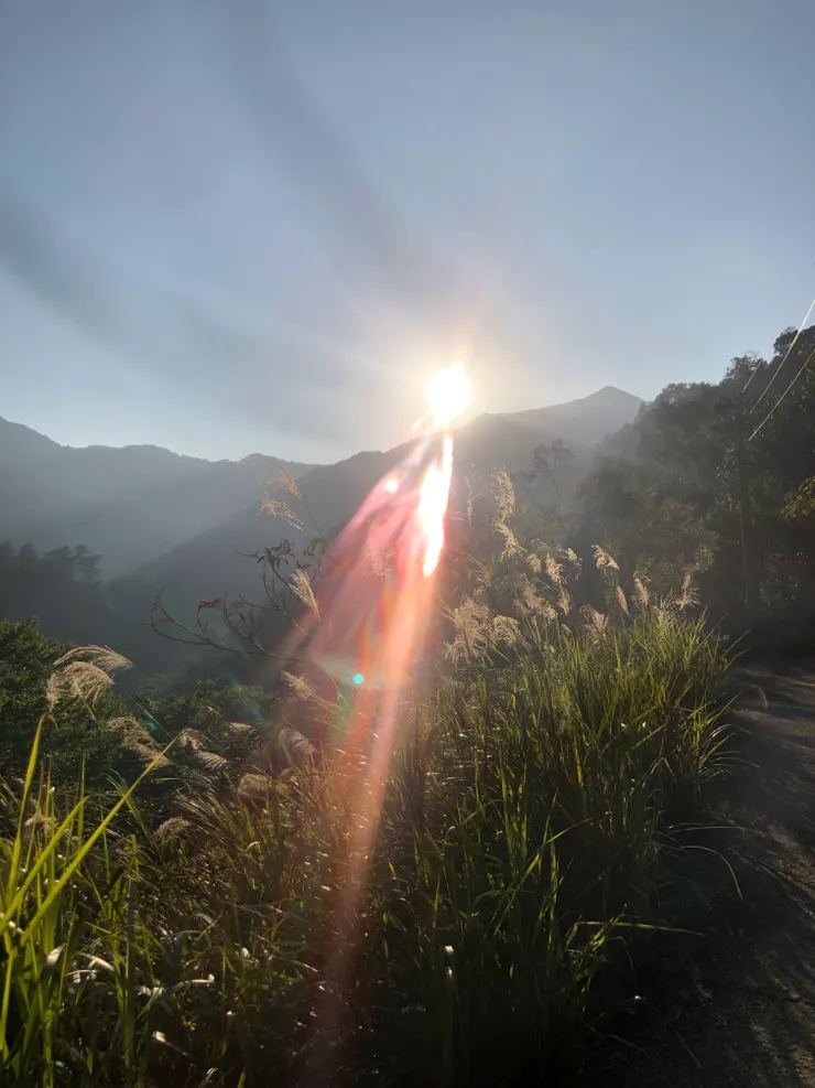 陽光下金黃的芒草