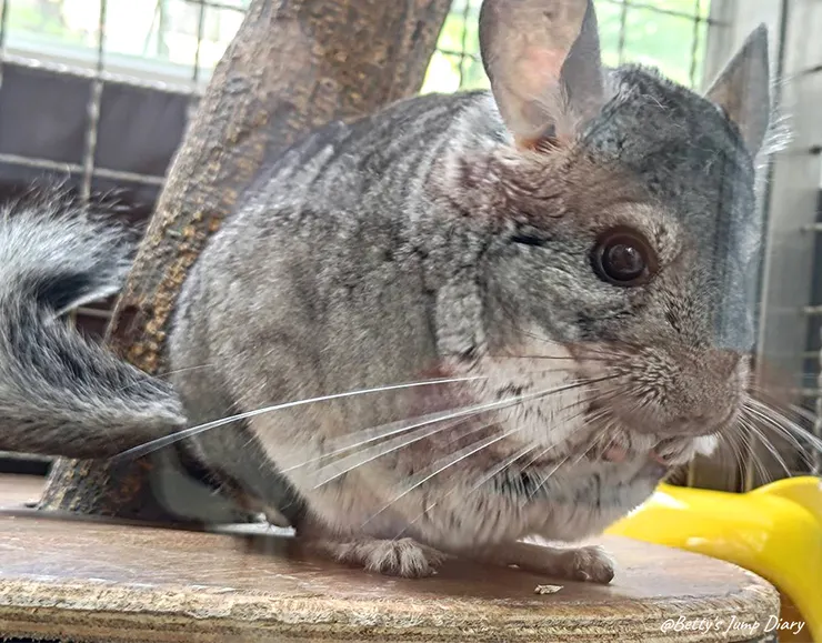 ▲龍潭「野薑花與貓」庭園餐廳/ 圖片來源:Betty's Jump Diary