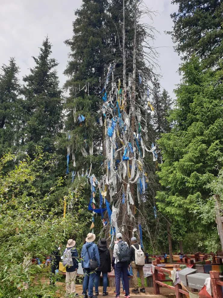 兩兩並根的松樹—班禪樹，就是十世班禪誦經處 