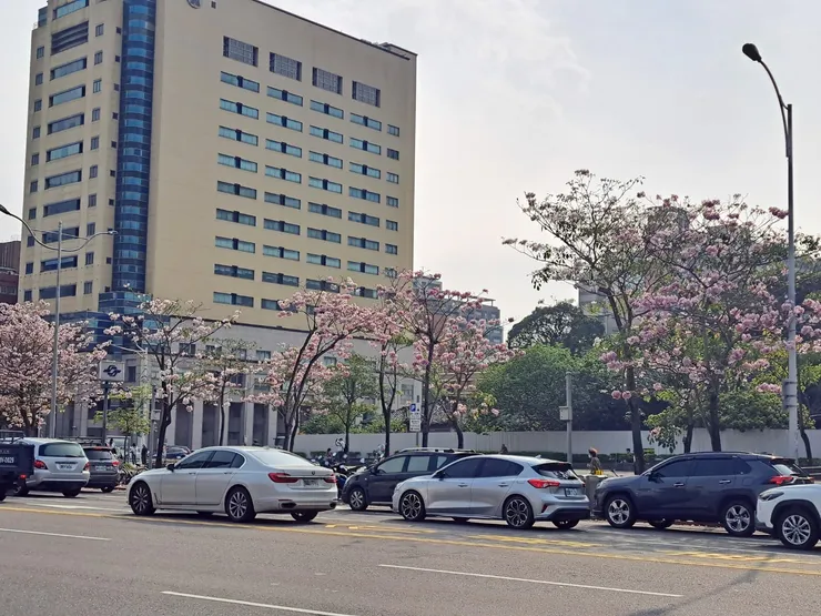 風鈴木(霉女拍攝：2024年4月11日)