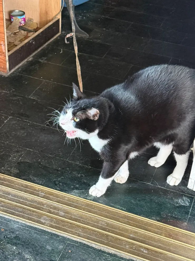 2025/11/10 嚕胖胖貓