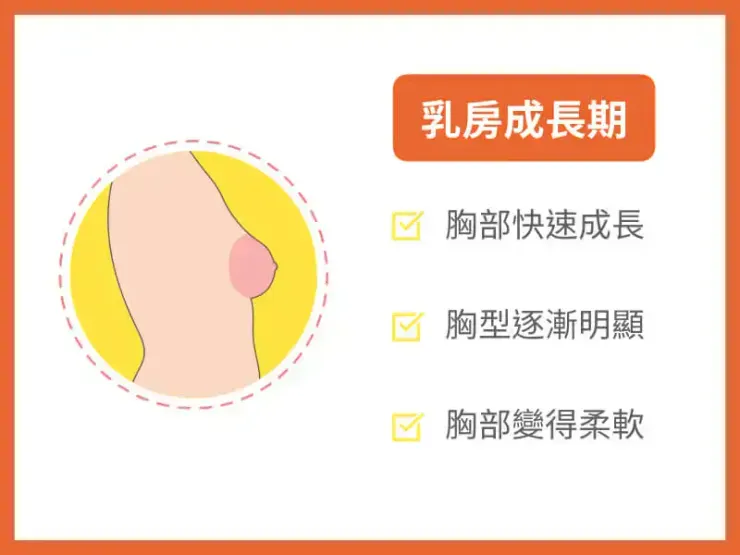 乳房成長期