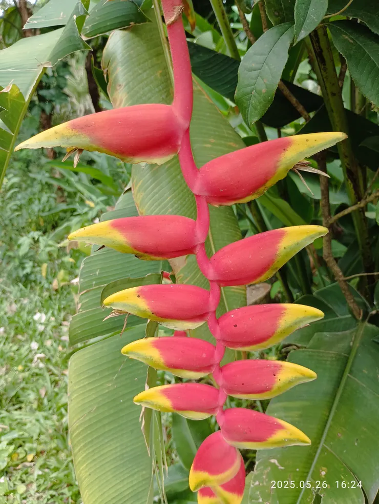 金鳥赫蕉，與此類似的都是赫蕉屬