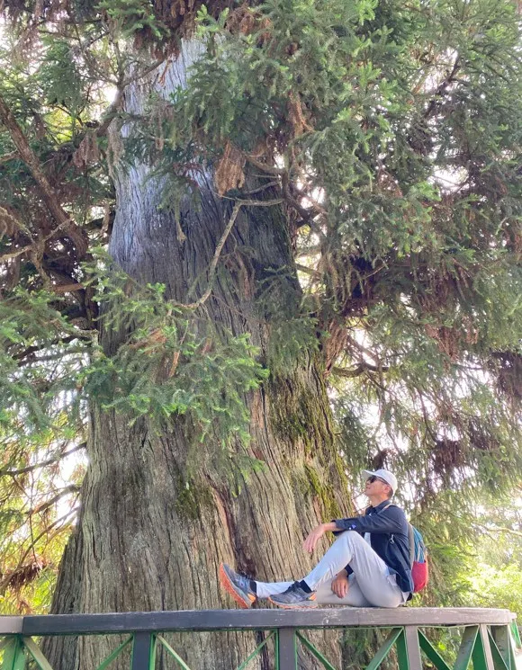 碧綠神木來一張