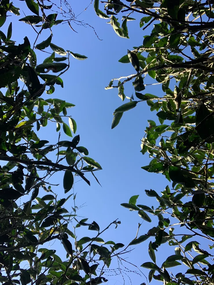 不禁躺下仰望天空，原來仰望茶樹是這樣子