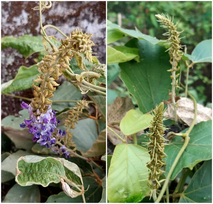 昔日鄉間到處都是，如今已很少見的大葛藤。(左)葛藤的花；(右)葛藤的豆莢
