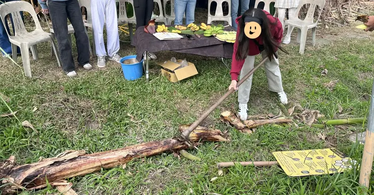 砍香蕉莖一探究竟