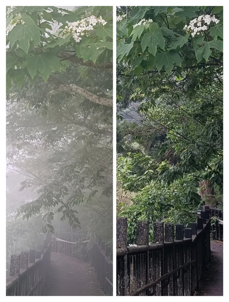 同一處，濃霧退散，明亮多了