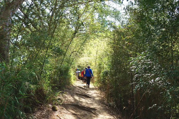 經過一段美麗的竹林步道。