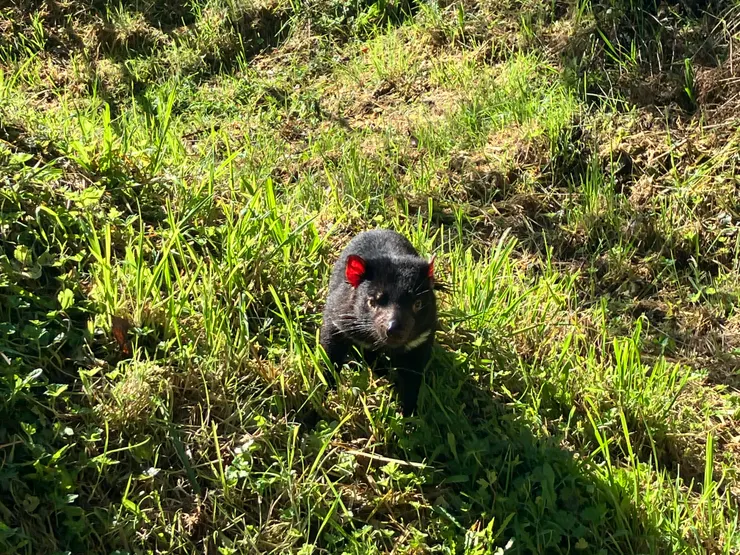 塔斯馬尼亞惡魔平時看起來可愛無害