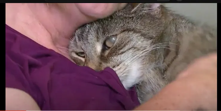 失蹤11年後，因為晶片終於能跟貓奴重逢的感人故事（相關故事請見YOUTUBE)。