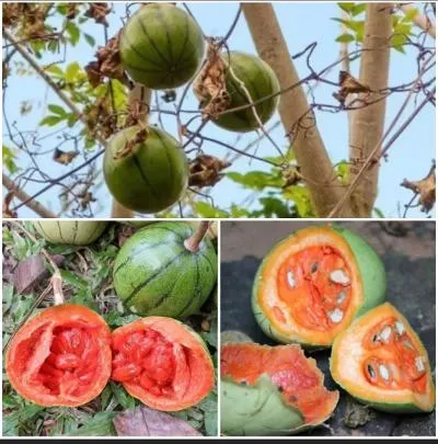 Cionosicys macranthus