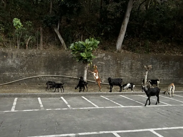 小琉球遇到羊群