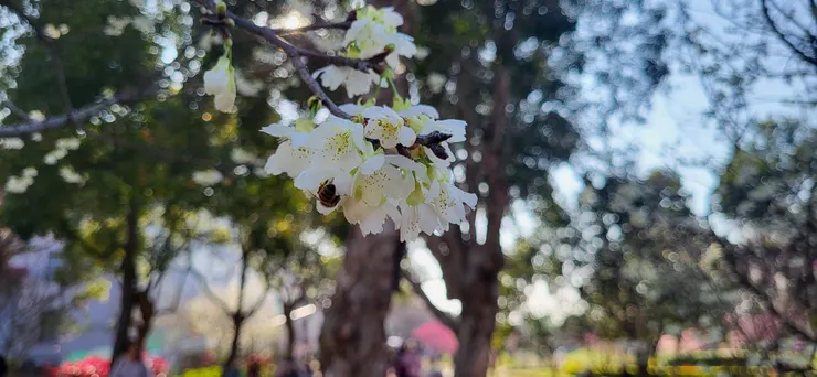 還有白色的，上面正好有隻蜜蜂