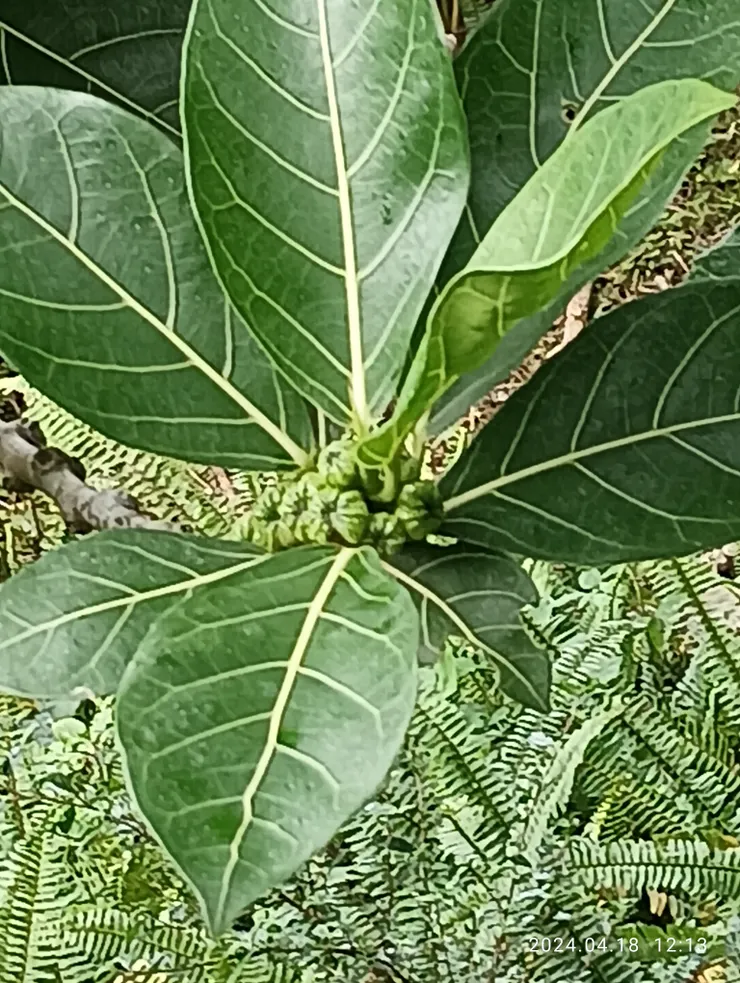 稜果榕結種了