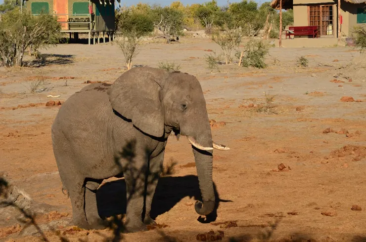 不敢搶水喝的大象