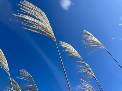 今年也要做芒草掃把！材料準備篇
