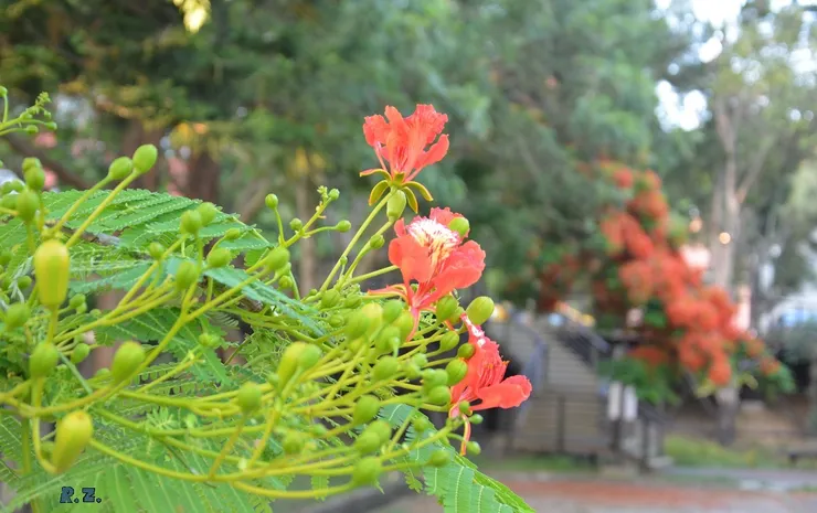 花苞已就位 ([陳傳義]拍攝)