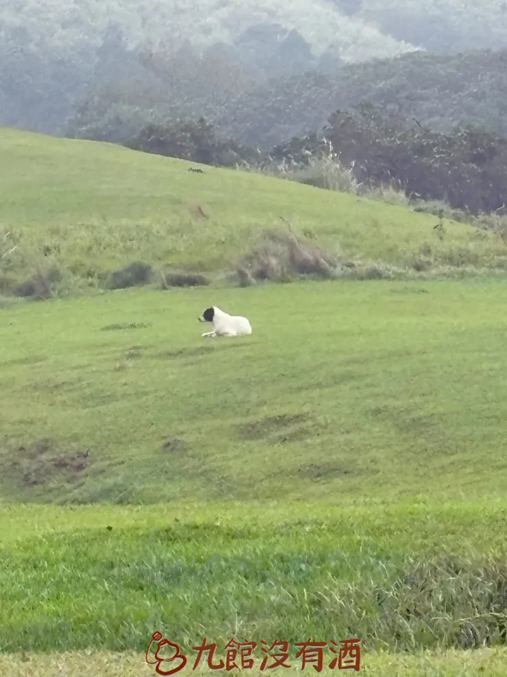 狗狗你怎麼在這裡?