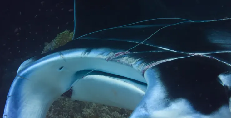 鬼蝠魟被漁具纏住，如果無法擺脫，最後身體將被切穿。《我們的海洋》影片截圖