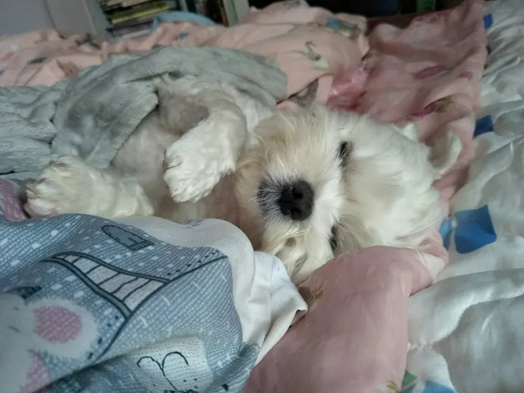 熟睡中的樣子非常cute