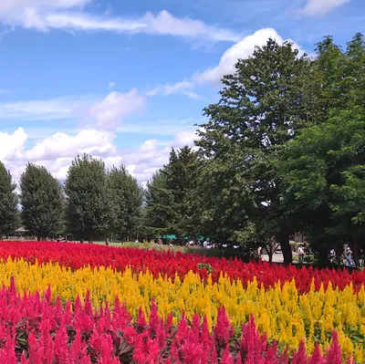 奇諾可非主流世界