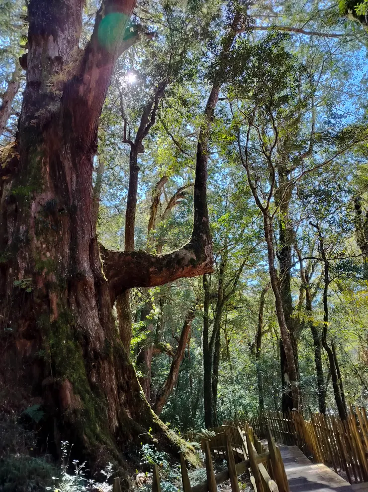 生活了2500年的YaYa紅檜神木(媽媽樹)