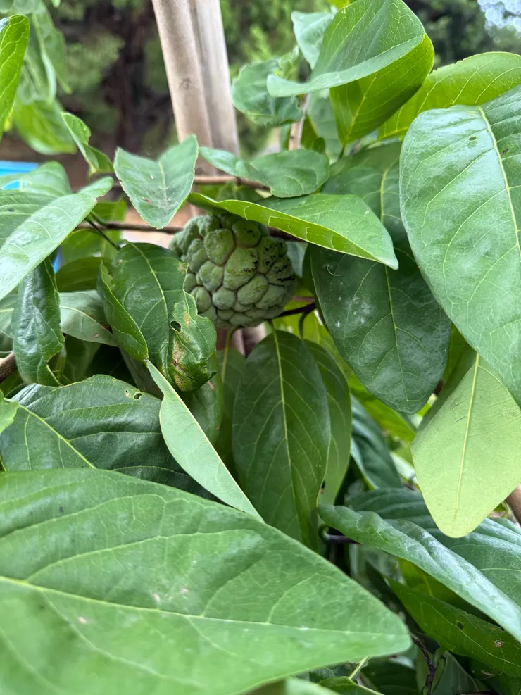 2025/09/07 檸檬旁邊的釋迦