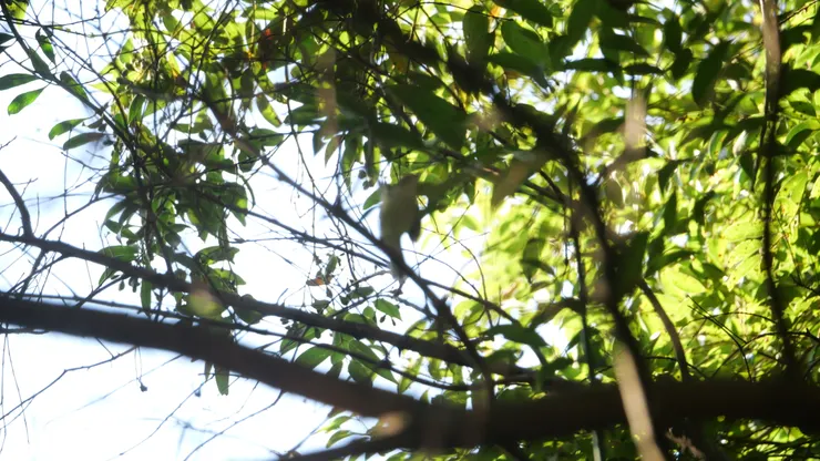 柏鴞的印象派拍攝手法😂