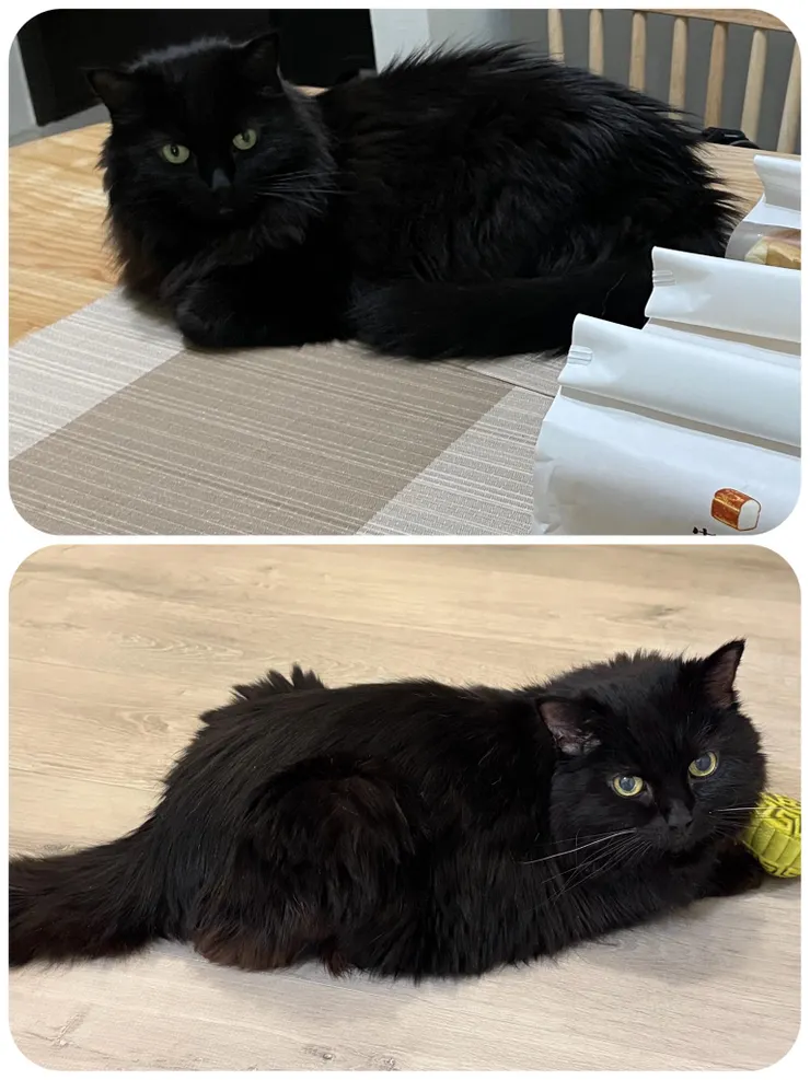 年初時還有將近 6Kgs的黑黑（上圖），到了四月突然快速降至 5.3Kgs。即使努力治療，但仍不容樂觀，如今體重只剩 4Kgs（下圖）。