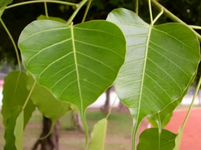 菩提樹的葉子