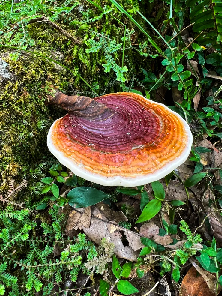 超漂亮的大靈芝