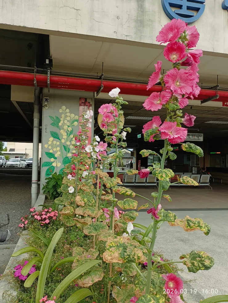 塵香不滅花開早，蜀葵