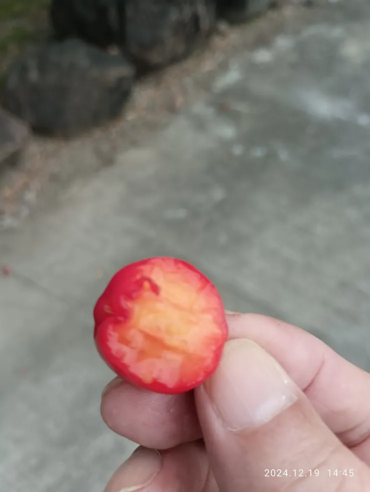 單騎185縣道，摘食道旁西印度櫻桃