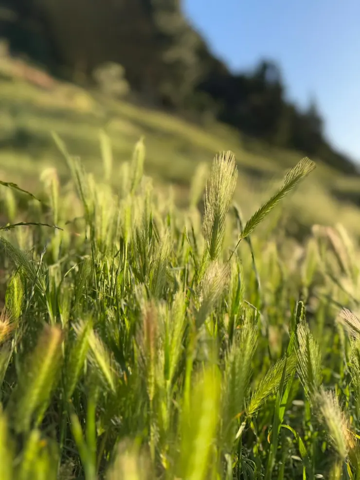 就是我們家滿山遍野的牧草花粉，搞得我們家跟全鎮民都有嚴重的花粉症