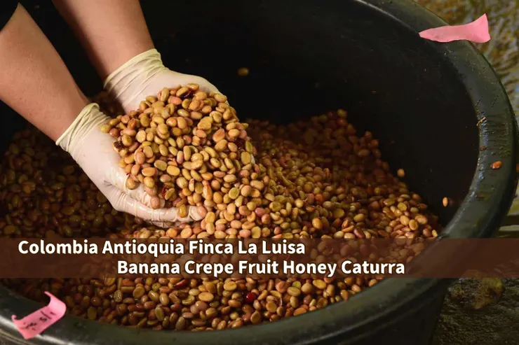 哥倫比亞 安蒂奧基亞省 露易莎莊園 香蕉煎餅 水果蜜處理
