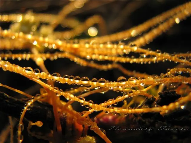 在古人眼中，千絲萬縷的金色菟絲花，是一種充滿詩情與纏綿愛情的象徵。  但，真相是......