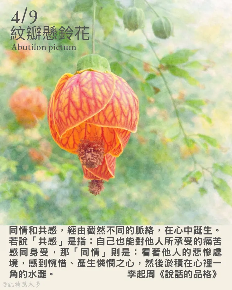 紋瓣懸鈴花×李起周《說話的品格》