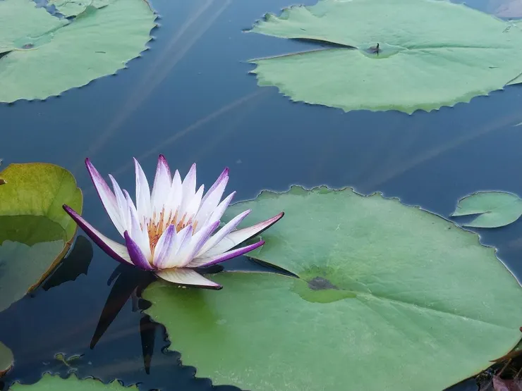 外紫內白品種的睡蓮