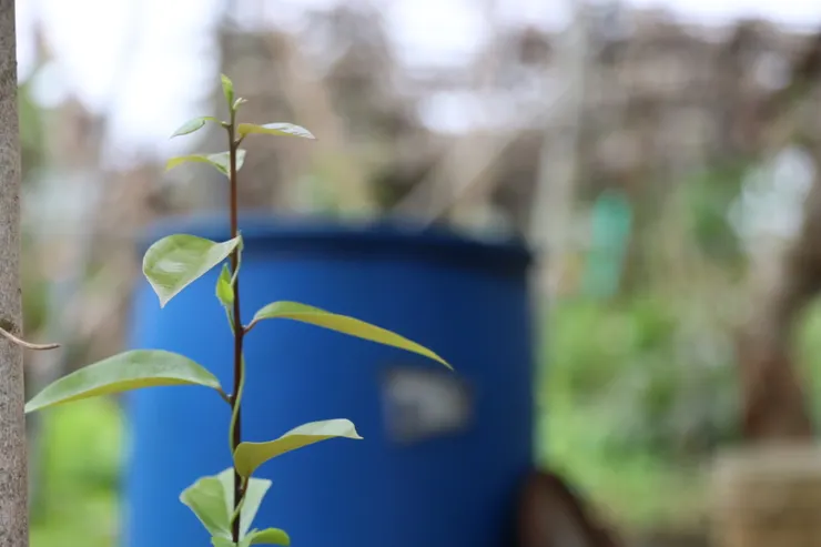 2023 攝於南投老家