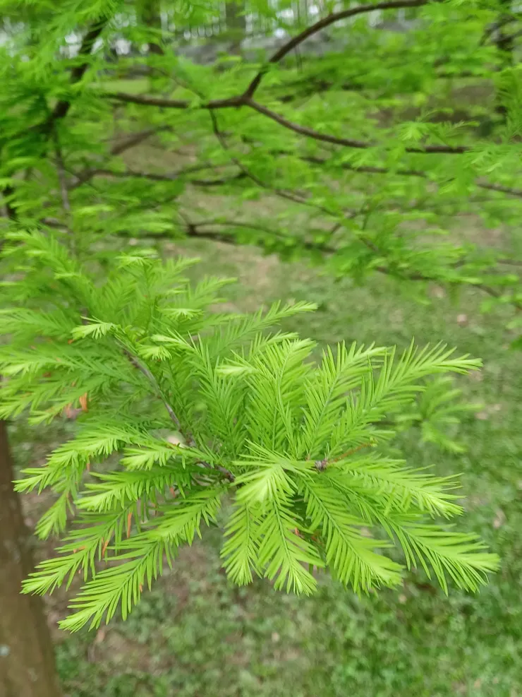嫩綠羽葉