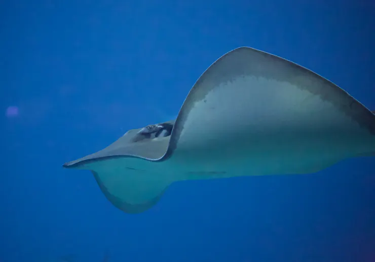 屏東海生館裡的生物非常多樣。(攝影者:Lucy)