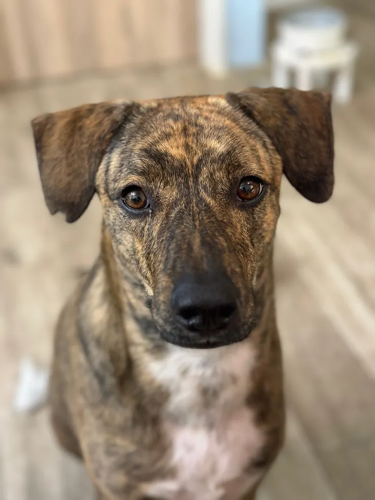 來自彰化的島璐