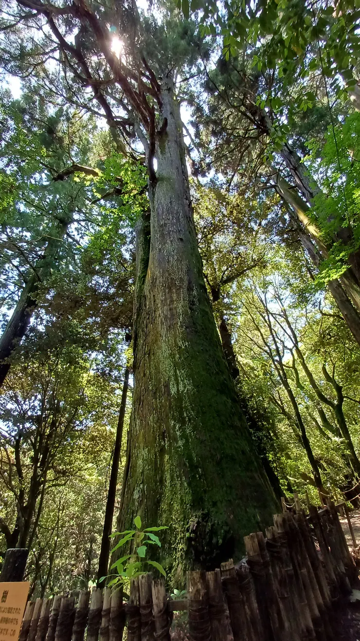 中途看到的大樹