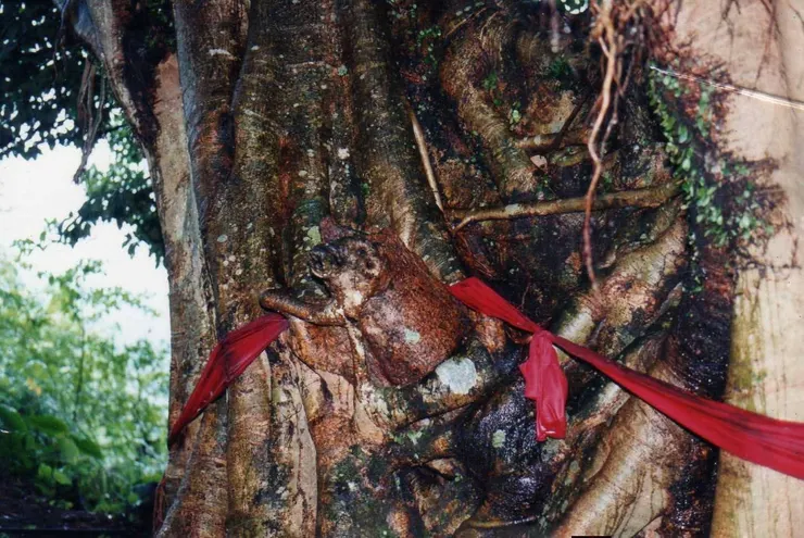 千年豬神樹公(圖片截圖於網路)