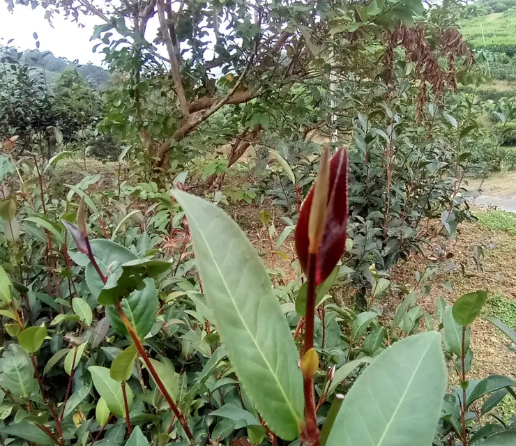 最新培育中的紫芽茶,臺茶25號
