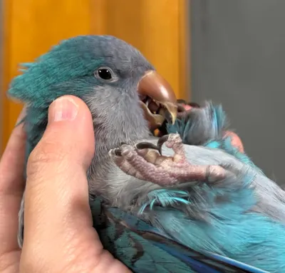 令人難以理解的不當剪羽