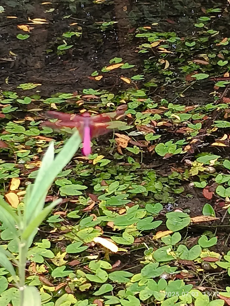 紫紅蜻蜓，自拍攝