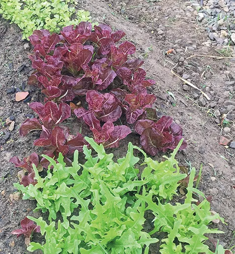 ▲間種不同顏色的短期蔬菜增加田園樂趣。
