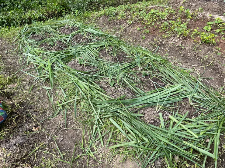 參考書上的方法鋪草。不過後來發現好像草好像有點不夠多,範圍也不夠大